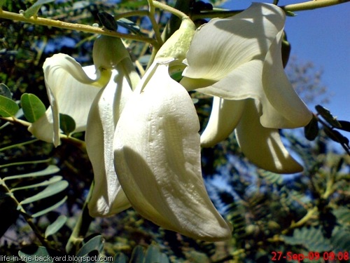 [Sesbania grandiflora_turi putih 11[7].jpg]