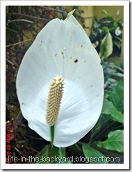 Spathiphyllum wallisii_Peace Lily 04