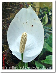 Spathiphyllum wallisii_Peace Lily 04 Spathiphyllum wallisii_Peace Lily 04