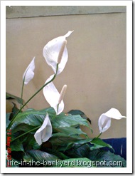 Spathiphyllum wallisii_Peace Lily 09