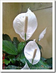 Spathiphyllum wallisii_Peace Lily 21