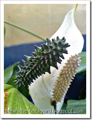 Spathiphyllum wallisii_Peace Lily 16
