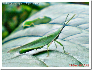 A male Red base-winged vegetable grasshopper 2