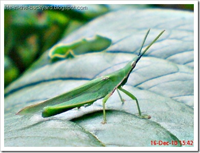 A male Red base-winged vegetable grasshopper 2 A male Red base-winged vegetable grasshopper 2