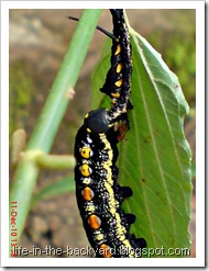 caterpillar molting 9