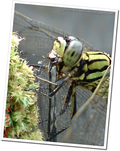 dragonfly eating dragonfly _foto capung badak makan capung 4