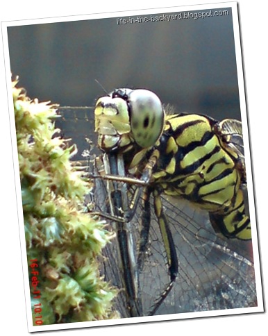 dragonfly eating dragonfly _foto capung badak makan capung 5