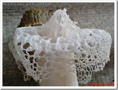 weird white mushroom_jamur ular 6