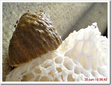 weird white mushroom_jamur ular 8