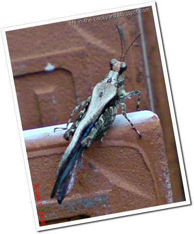 brown grasshopper with orange face