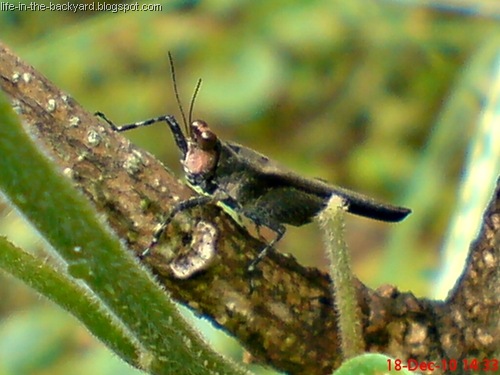 [brown grasshopper with orange face5[11].jpg]