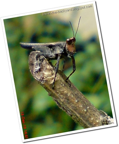 brown grasshopper with orange face10