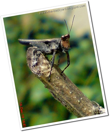 brown grasshopper with orange face10 brown grasshopper with orange face10