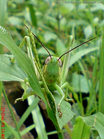 [Valanga nigricornis_Javanese Grasshopper_belalang kayu 7[7].jpg]
