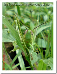 Valanga nigricornis_Javanese Grasshopper_belalang kayu 7