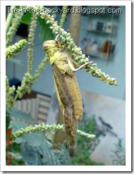Valanga nigricornis_Javanese Grasshopper_belalang kayu 9 Valanga nigricornis_Javanese Grasshopper_belalang kayu 9