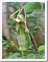 grasshopper molting 3 grasshopper molting 3