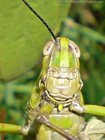 [Valanga nigricornis_Javanese Grasshopper_belalang kayu 14[7].jpg]