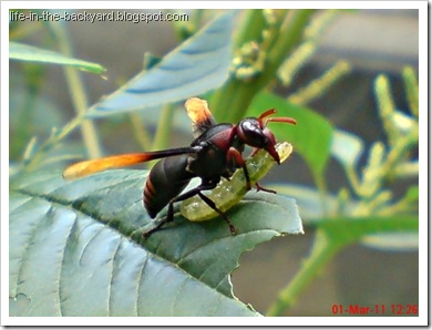 Rhynchium haemorrhoidale_tawon_Potter Wasp 2 Rhynchium haemorrhoidale_tawon_Potter Wasp 2