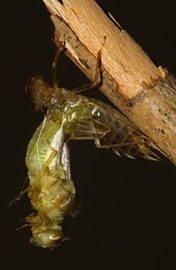 capung keluar dari larva 2