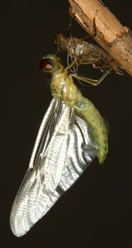 capung keluar dari larva 5