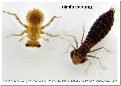 nimfa capung nimfa capung