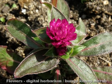 Gomphrena globosa merah