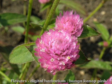 Gomphrena globosa pink