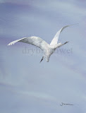 Great Snowy Egret in Flight Limited Edtion Print