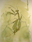 Praying Mantis
