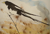Magpie