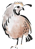 California Quail