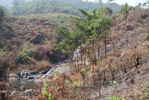 [Deforestation-at-Charlotte-Falls-26-JAN-10-4[7].jpg]