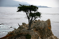 Lone Cypruss