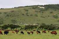 The Litlington White Horse