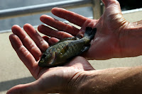 Tiny fish