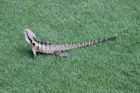 Lizard in Roma Street parklands