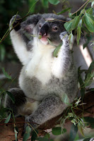 Little bub koala