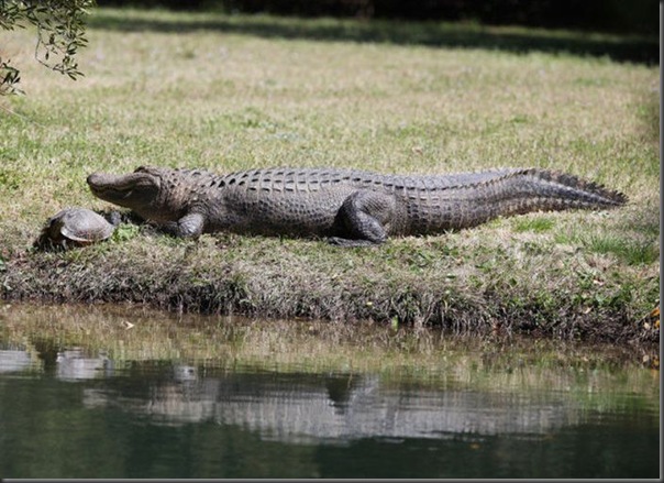 O amigo do crocodilo (7)