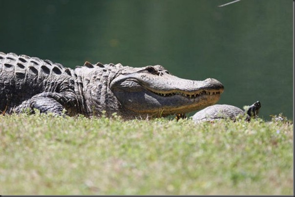 O amigo do crocodilo