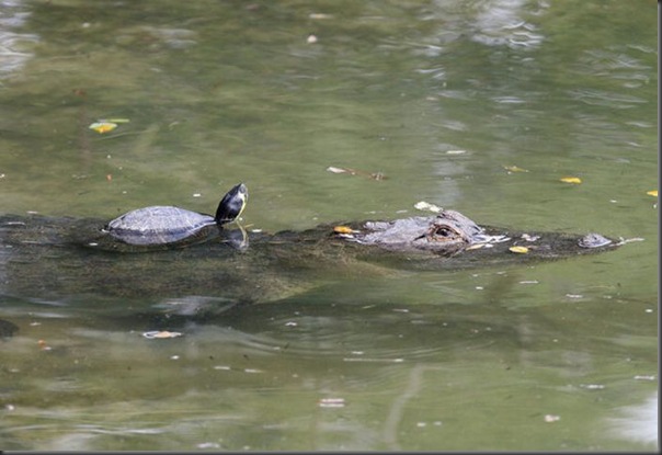 O amigo do crocodilo (2)