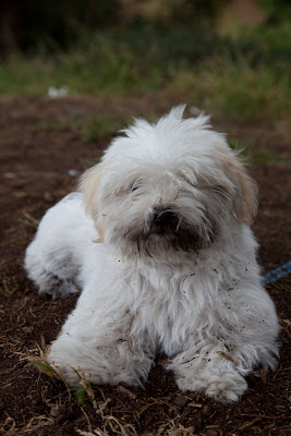 Mucky Pup