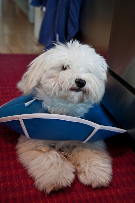 Cone-head / caped pup Cone-head / caped pup