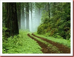Forest Forest
