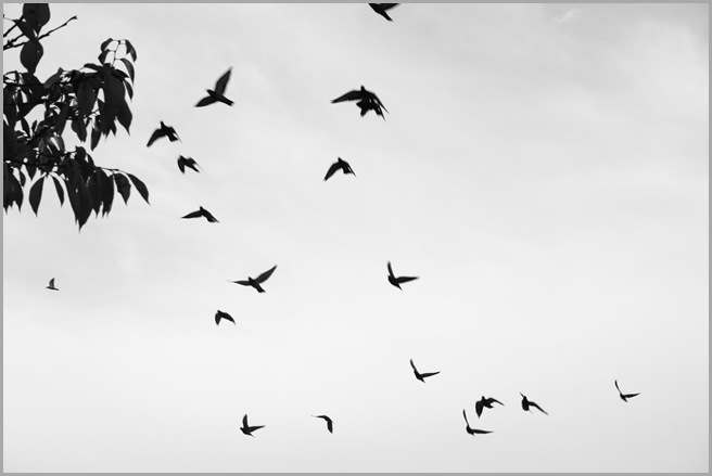 IMG_4101 IMG_4101