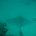 Cowtail stingray