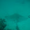 Cowtail stingray