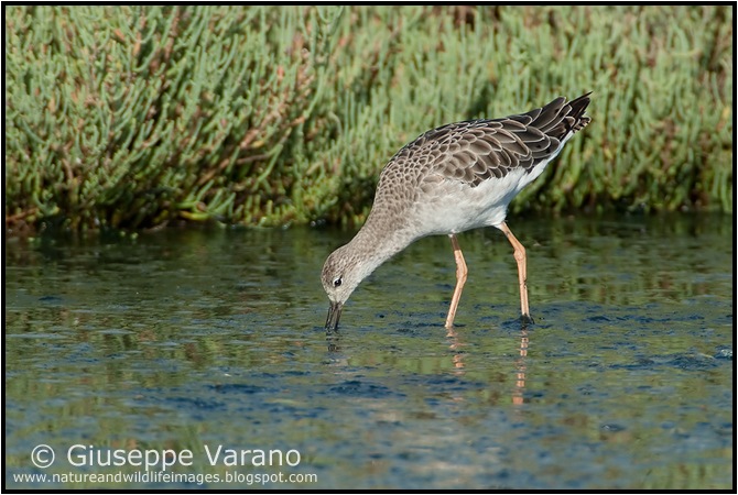                    © Giuseppe Varano   www.natureandwildlifeimages.blogspot.com