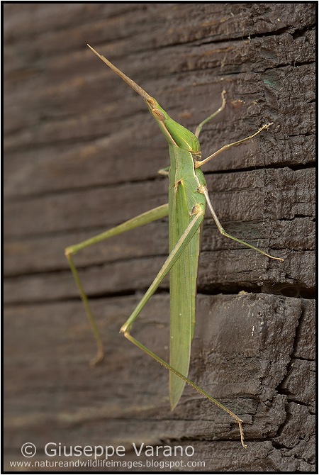                    © Giuseppe Varano   www.natureandwildlifeimages.blogspot.com