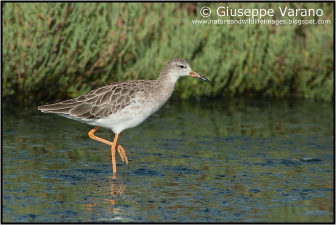                     © Giuseppe Varano   www.natureandwildlifeimages.blogspot.com